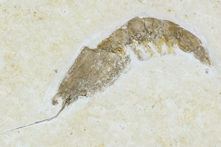 Detailed, Fossil Shrimp - Solnhofen Limestone #108910